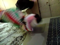 DSCF0304.webp