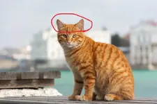 orange-tabby-cat-sitting-outside-Anna_Zaitzeva-Shutterstock (1).webp