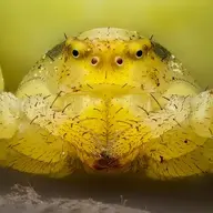 elaelaela