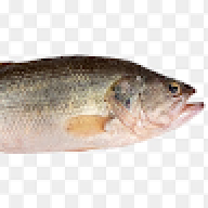 humanimal