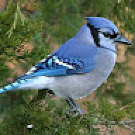 Bloo-Jay