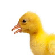 gallungo