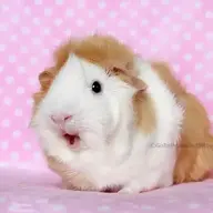 kaomilk