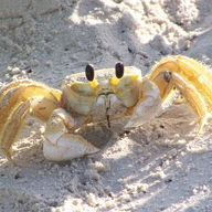 Crab