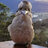 Kookaburras