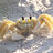 Crab
