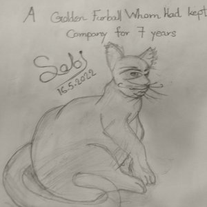 ဆီဘိတ် (Sabi the golden bullmoose)