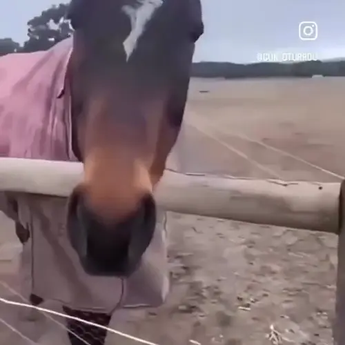 horse.mp4